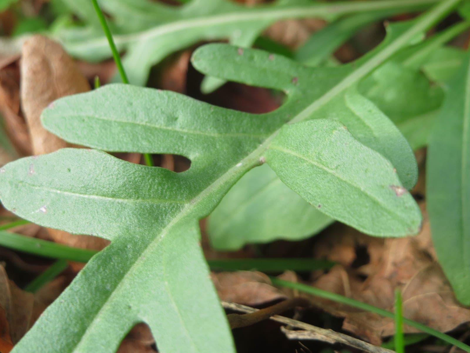 땅에서 자라는 와일드 루꼴라(Diplotaxis tenuifolia) 잎