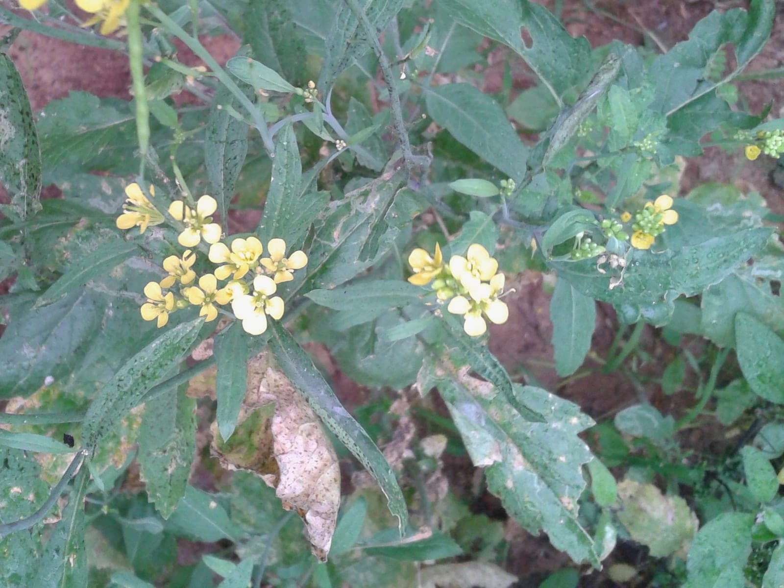 노란 꽃이 핀 겨자(Brassica juncea) 식물